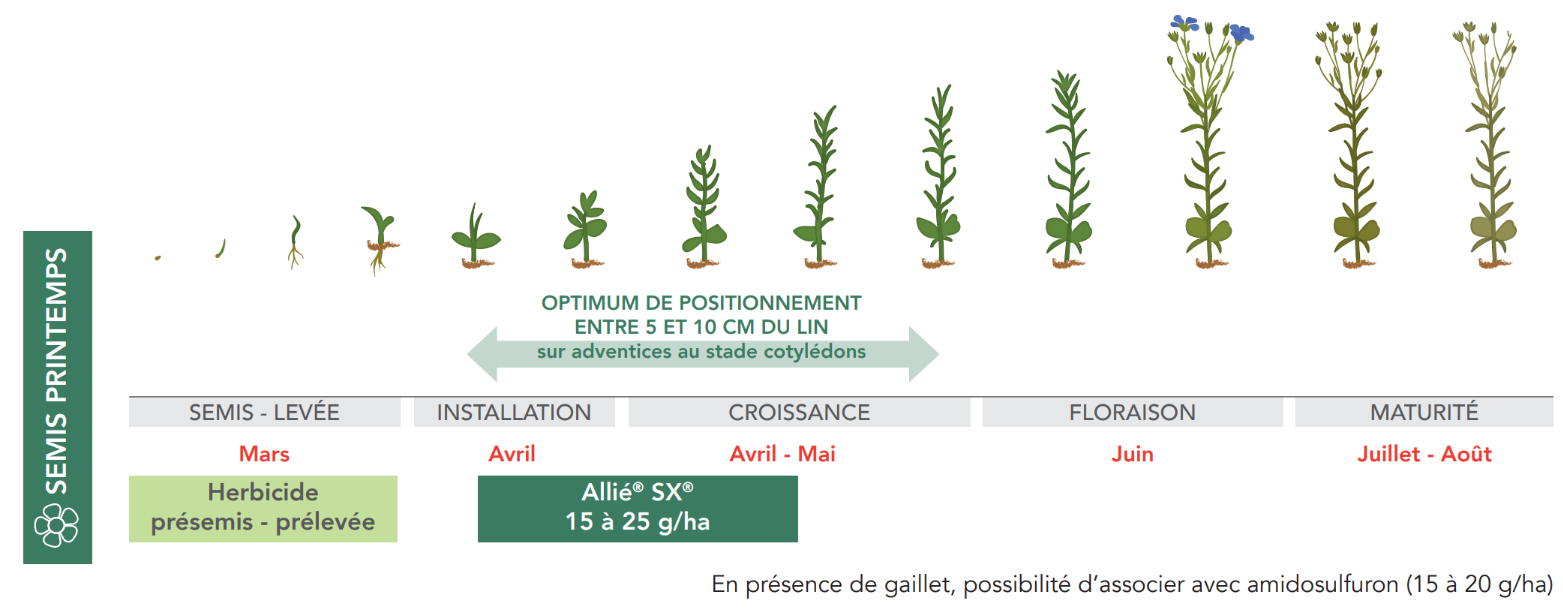 Positionnement allié SX Lin