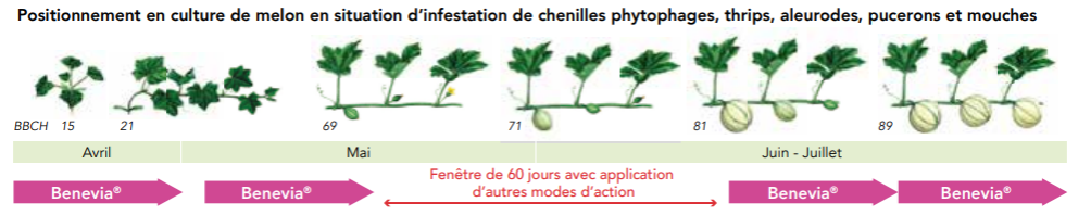 Positionnement Melon