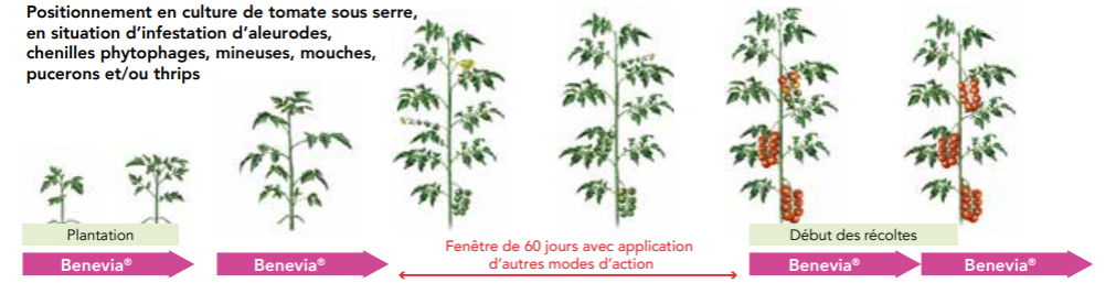 Positionnement Benevia Tomate