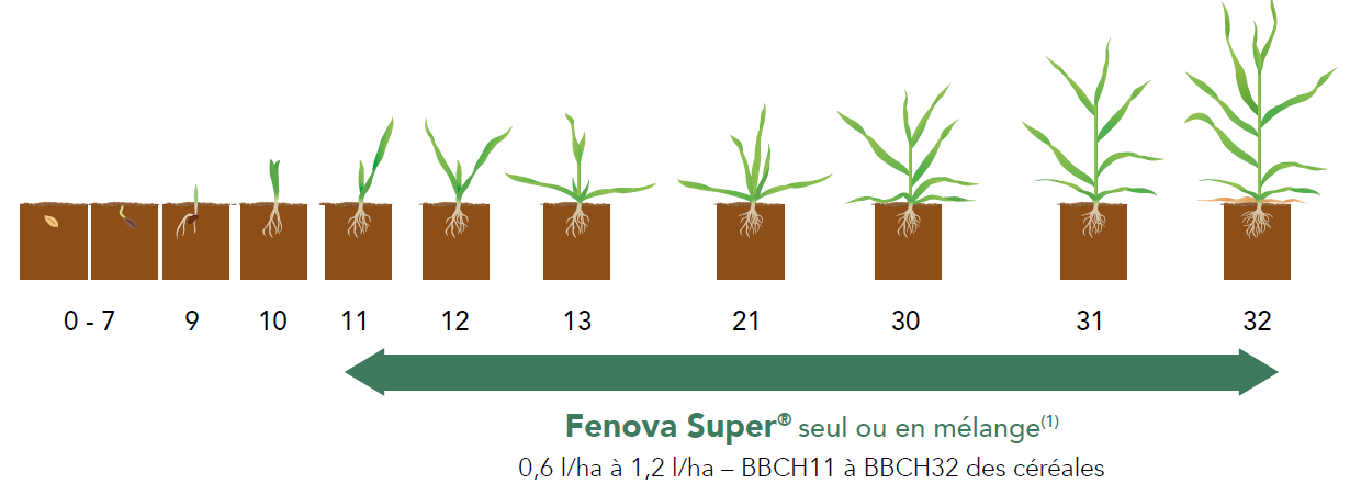 Positionnement Fenova Super