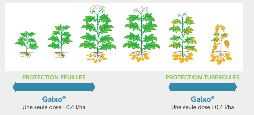 Positionnement Gaixo