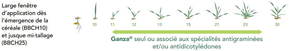 Positionnement Ganza