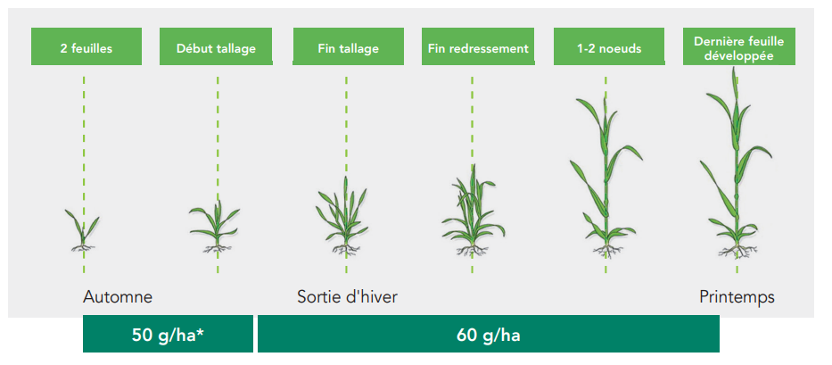 Positionnement Picaro SX