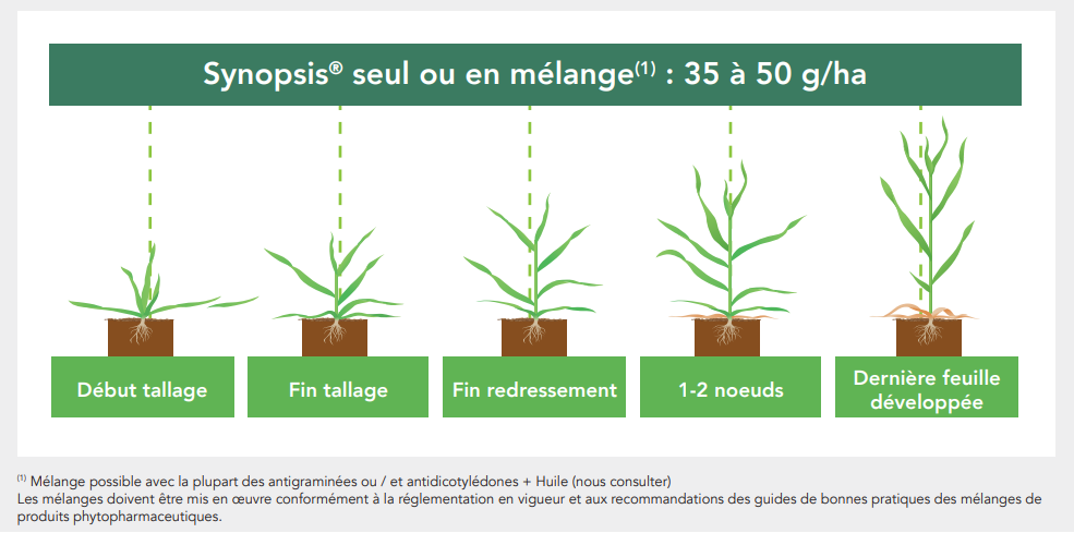 Positionnement Synopsis