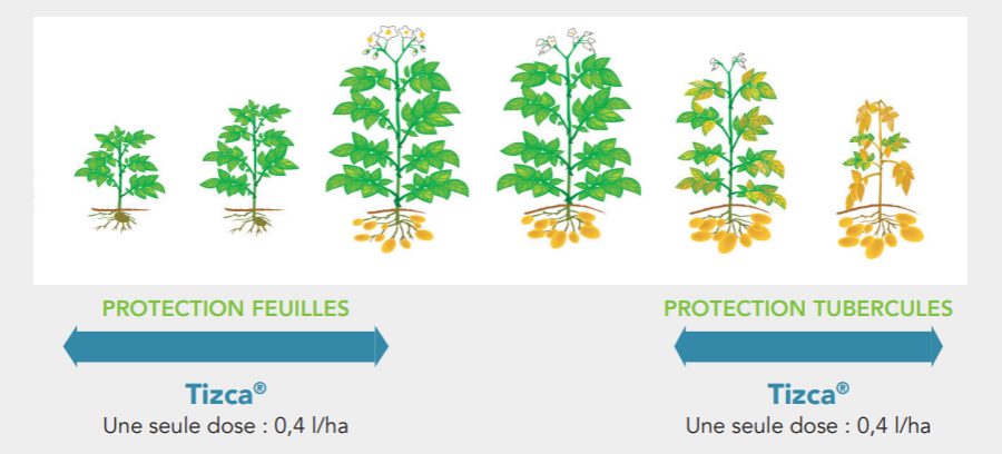 Positionnement Tizca