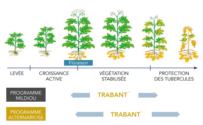 Positionnement du Trabant