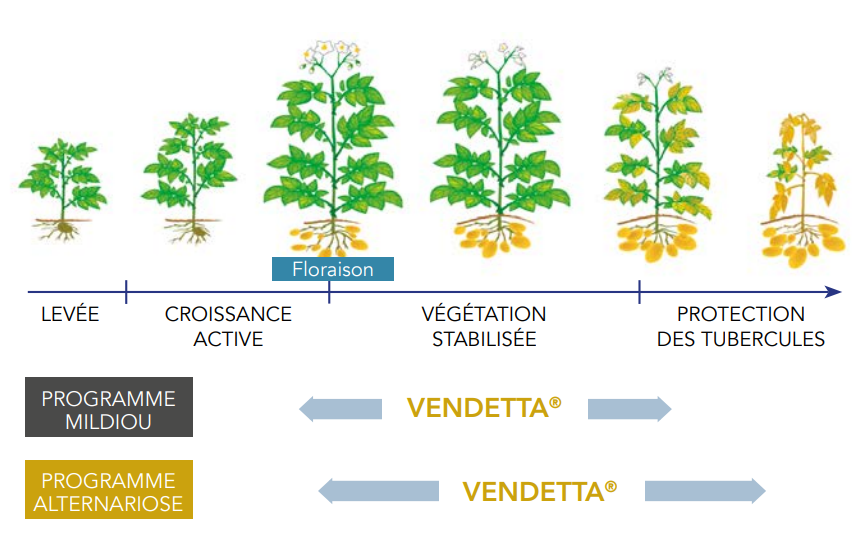 Positionnement Vendetta