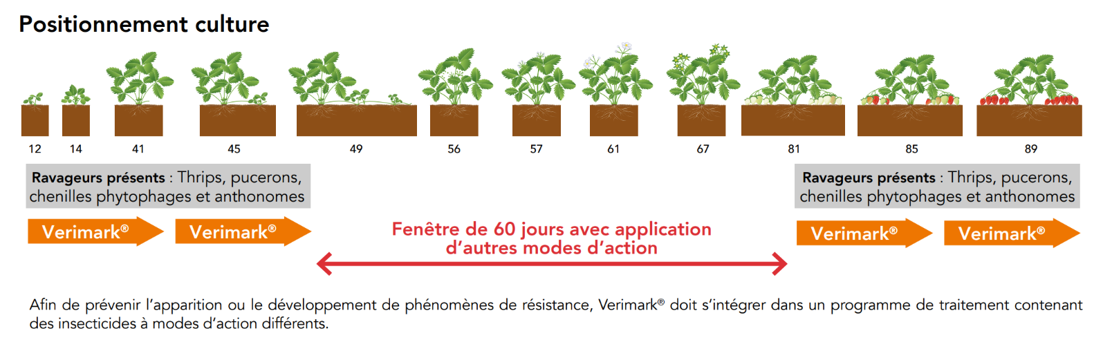 Positionnement Verimark Fraises