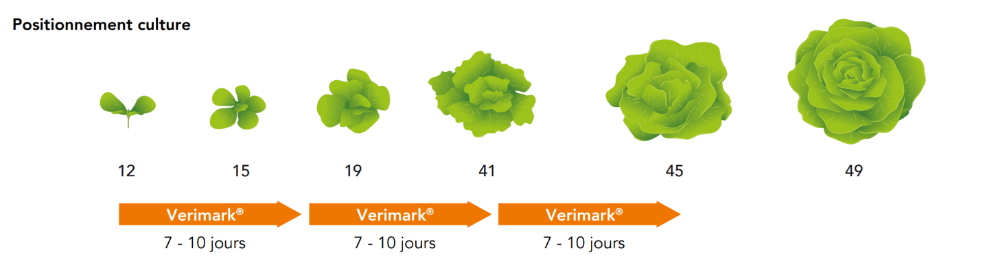 Positionnement Verimark Laitue