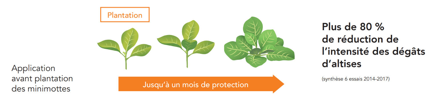 Positionnement Verimark Choux