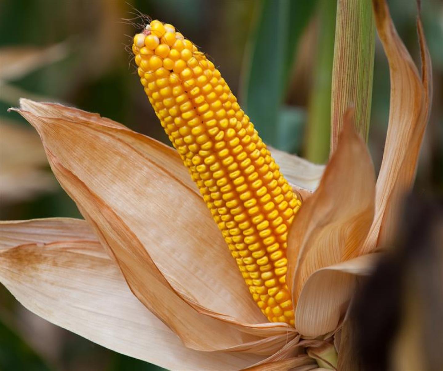 corn