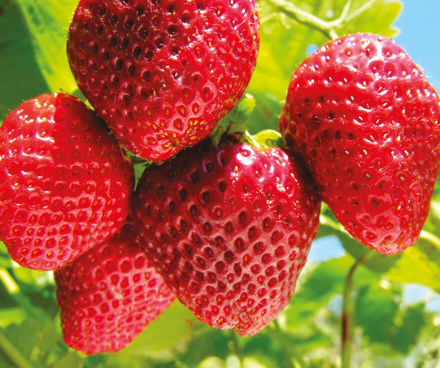Fraisier