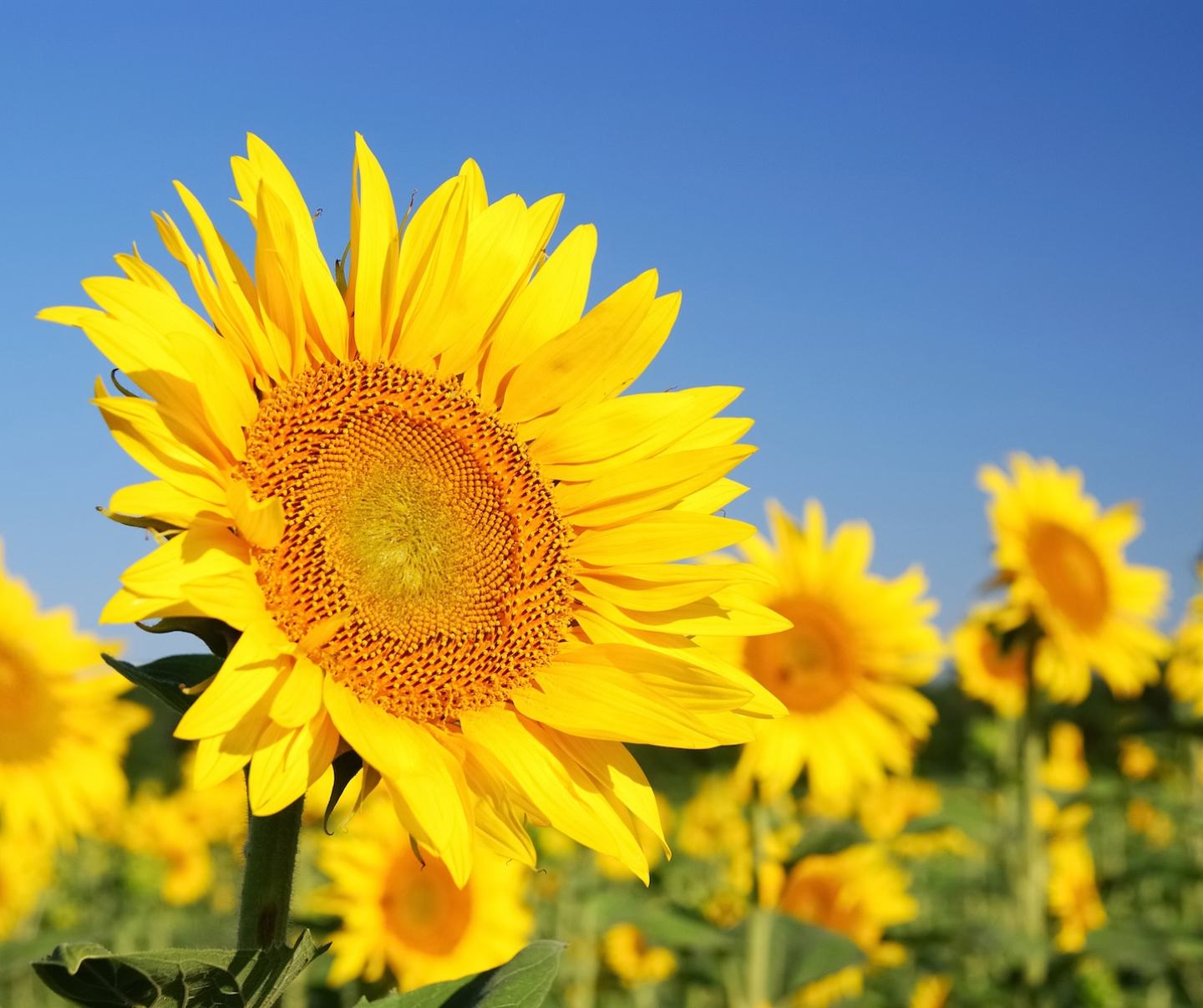 Illustra pour Tournesol