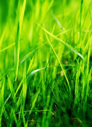 Herbes