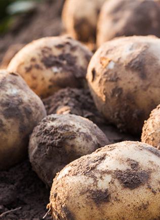 Patate