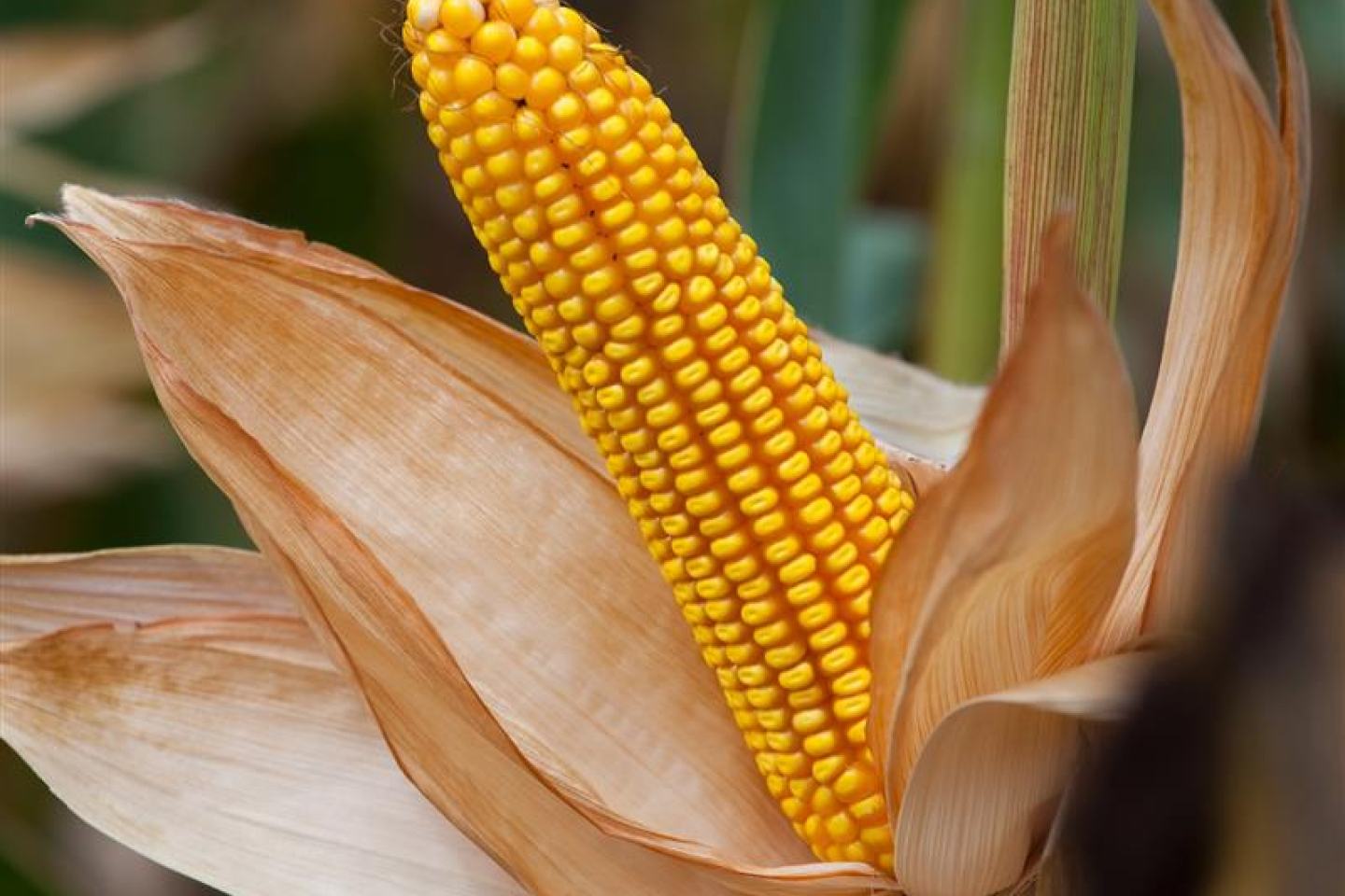 corn