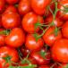 Tomate (sous abri)