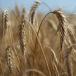 Triticale d’hiver