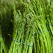 Asperges