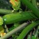 Courgettes (sous abri)