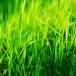 Prairies permanentes