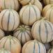 Melon (sous abri)