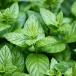 Plantes médicinales, non alimentaires