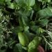 Plantes à parfum, aromatiques