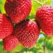 Fraisier (sous abri)