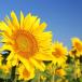 Tournesol
