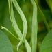 Haricots