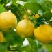 Citronnier