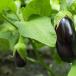 Aubergine (sous abri)
