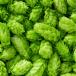 Houblon