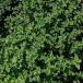 Menthe (sous abri)