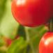 Tomate