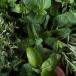 Basilic, persil et autres herbes aromatiques