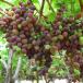 Vignes