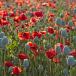 Coquelicot_pavot