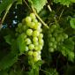 Vine