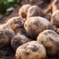 Pomme de terre