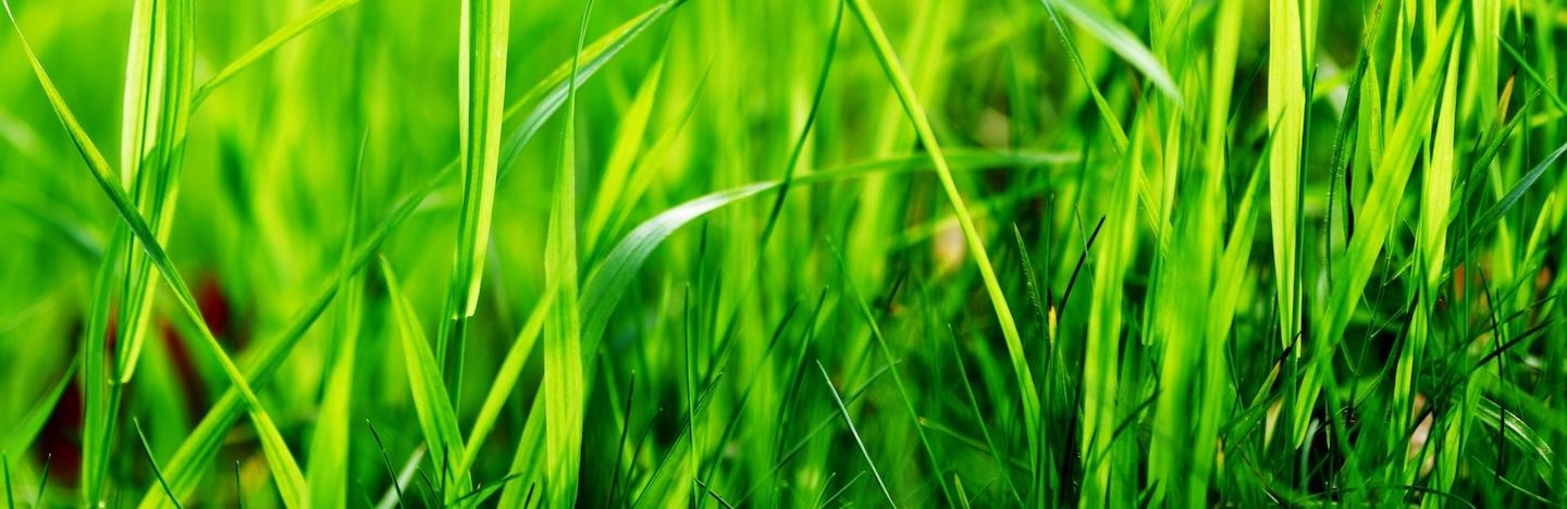 Herbes