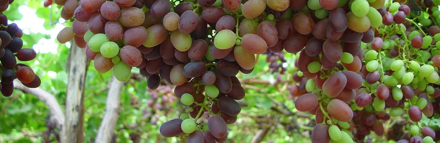 Vine