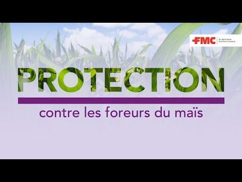 [WEBINAIRE] La protection contre les foreurs du maïs